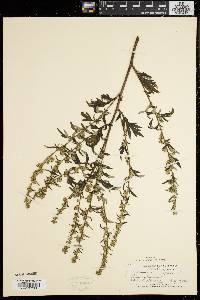 Artemisia vulgaris image