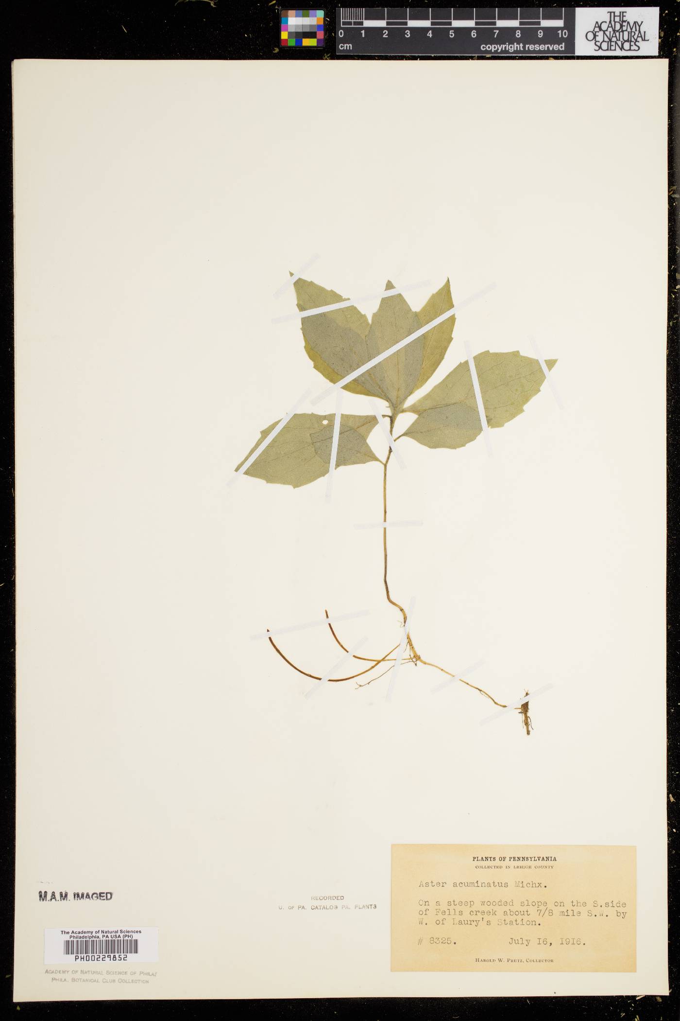 Aster acuminatus image