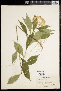 Aster acuminatus image