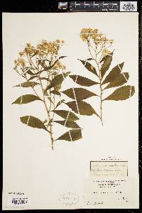 Aster acuminatus image