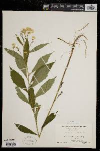 Aster acuminatus image