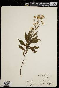 Aster acuminatus image