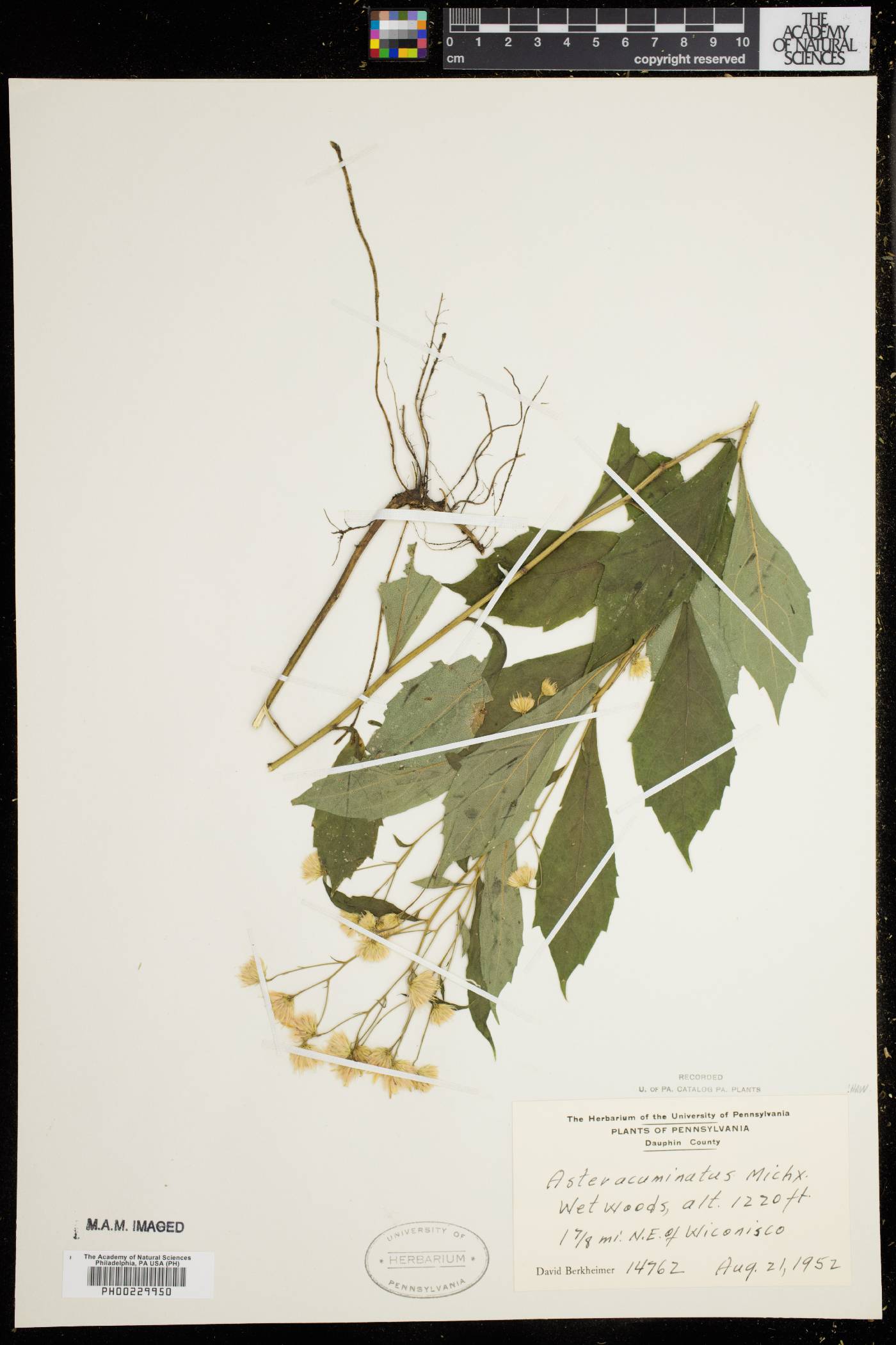 Aster acuminatus image