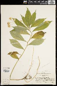 Aster acuminatus image