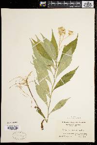 Aster acuminatus image