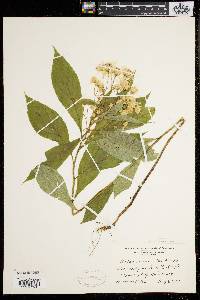 Aster acuminatus image