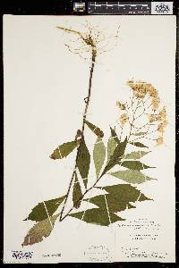 Aster acuminatus image