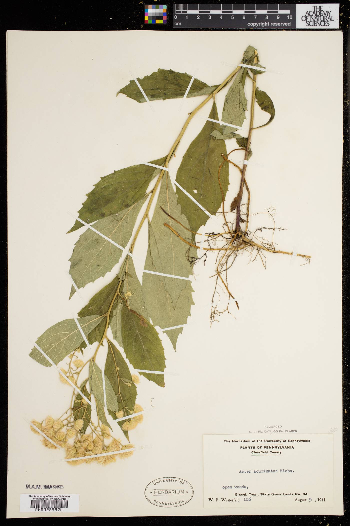 Aster acuminatus image