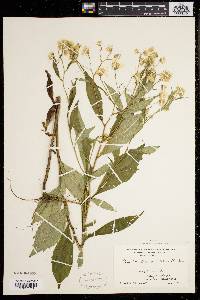 Aster acuminatus image