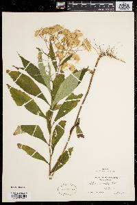 Aster acuminatus image