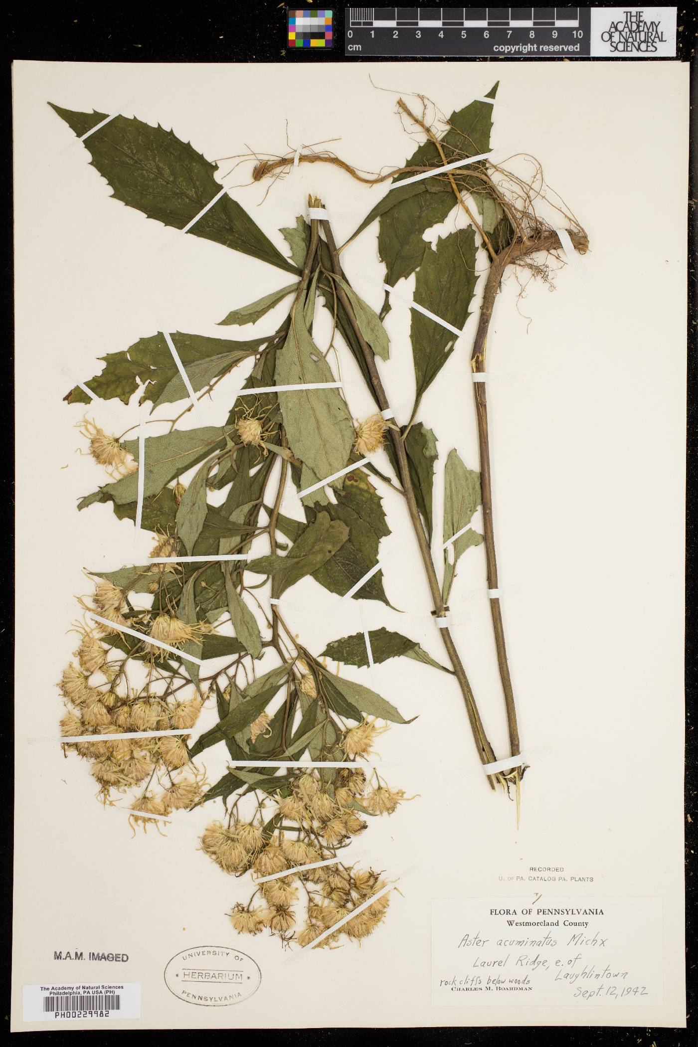 Aster acuminatus image