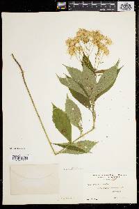 Aster acuminatus image