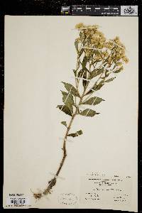 Aster acuminatus image