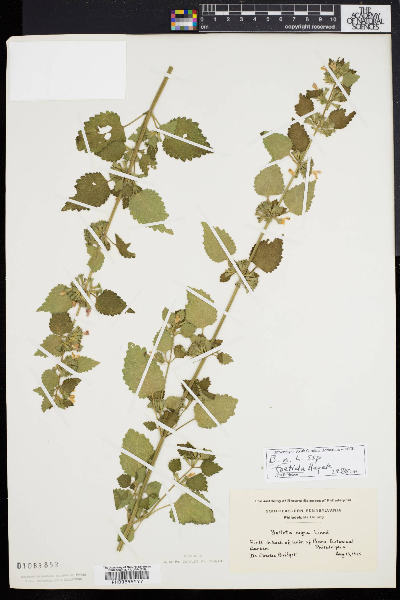 Ballota nigra image