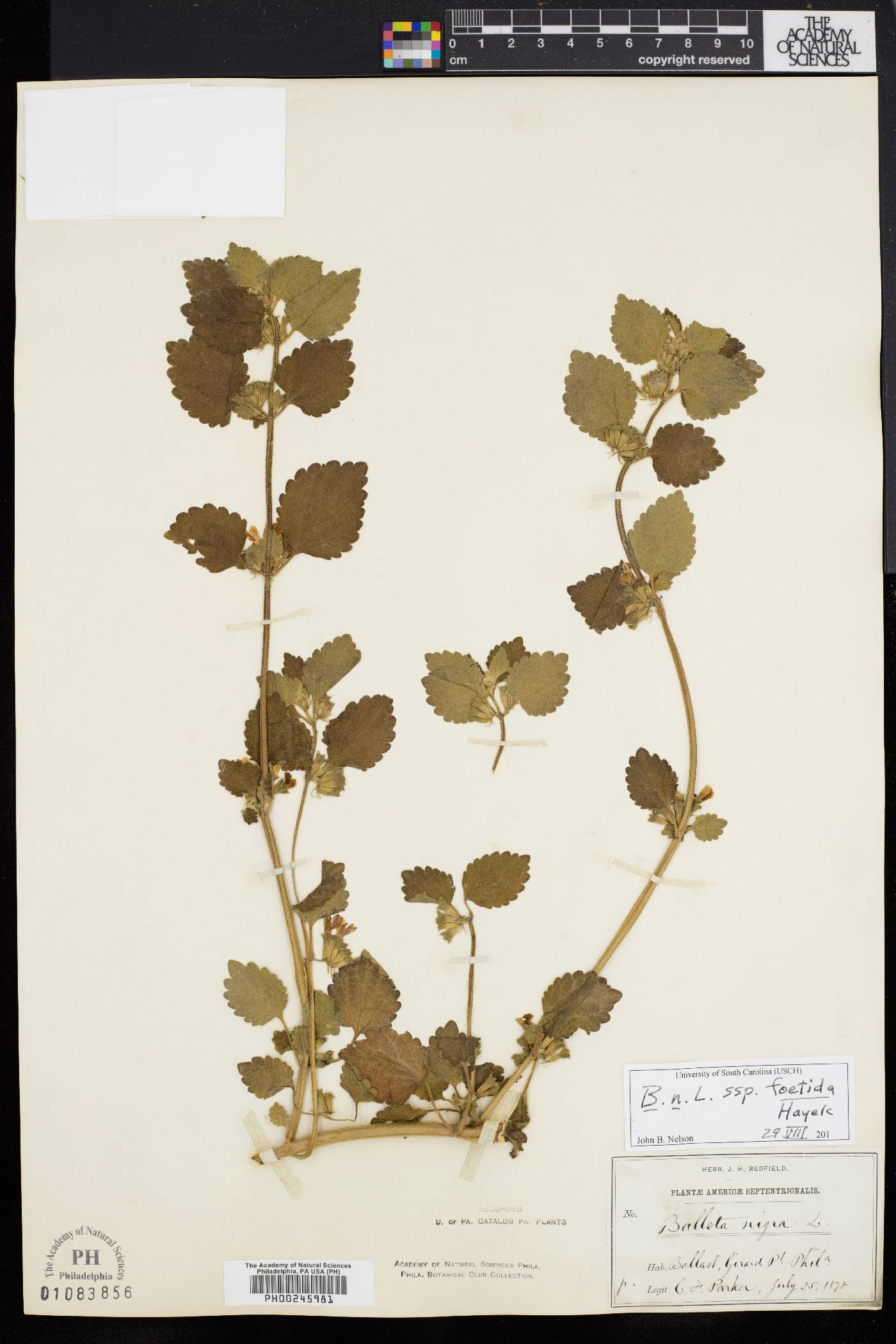Ballota nigra subsp. foetida image