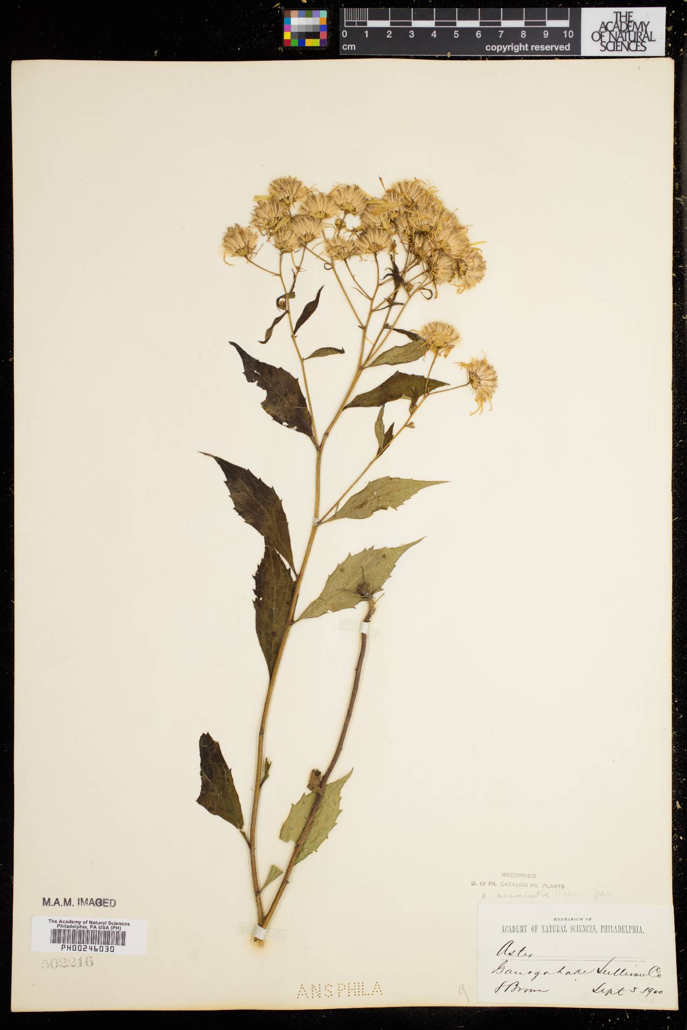 Aster acuminatus image
