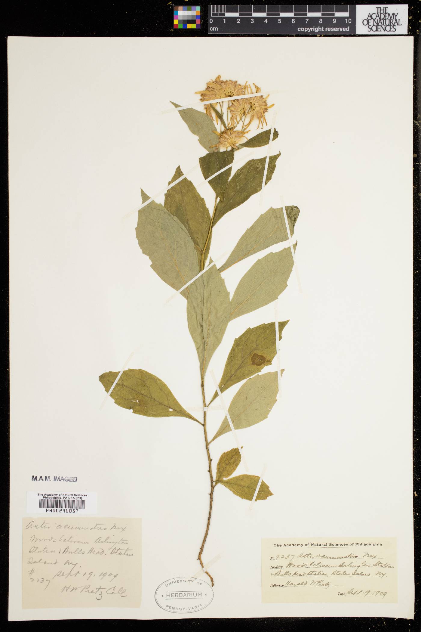 Aster acuminatus image