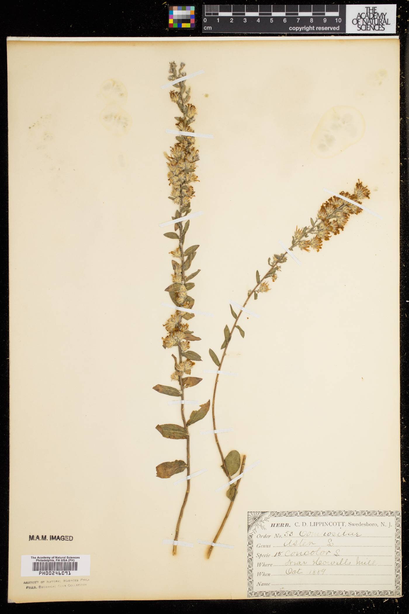 Aster concolor image