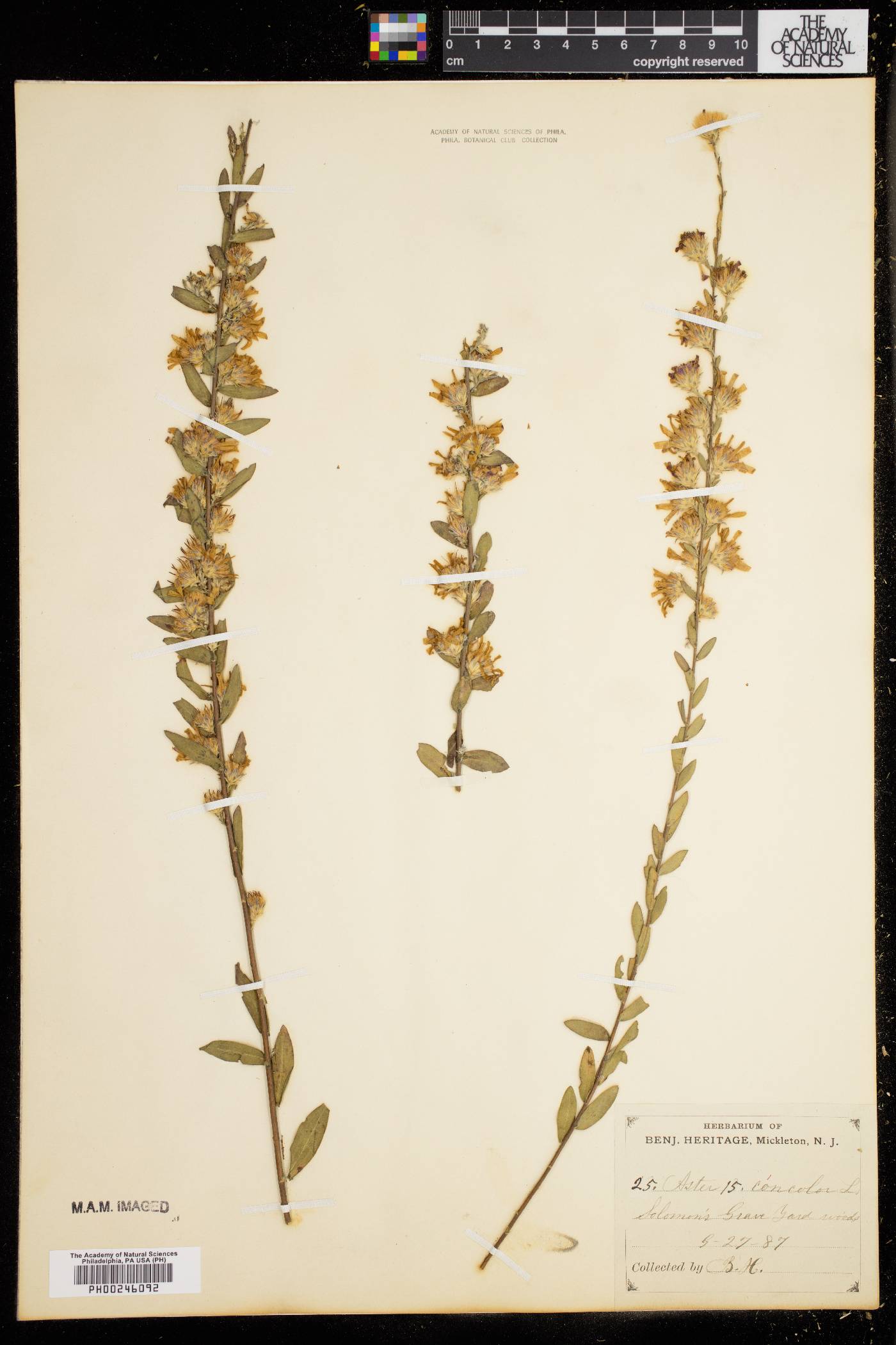 Aster concolor image