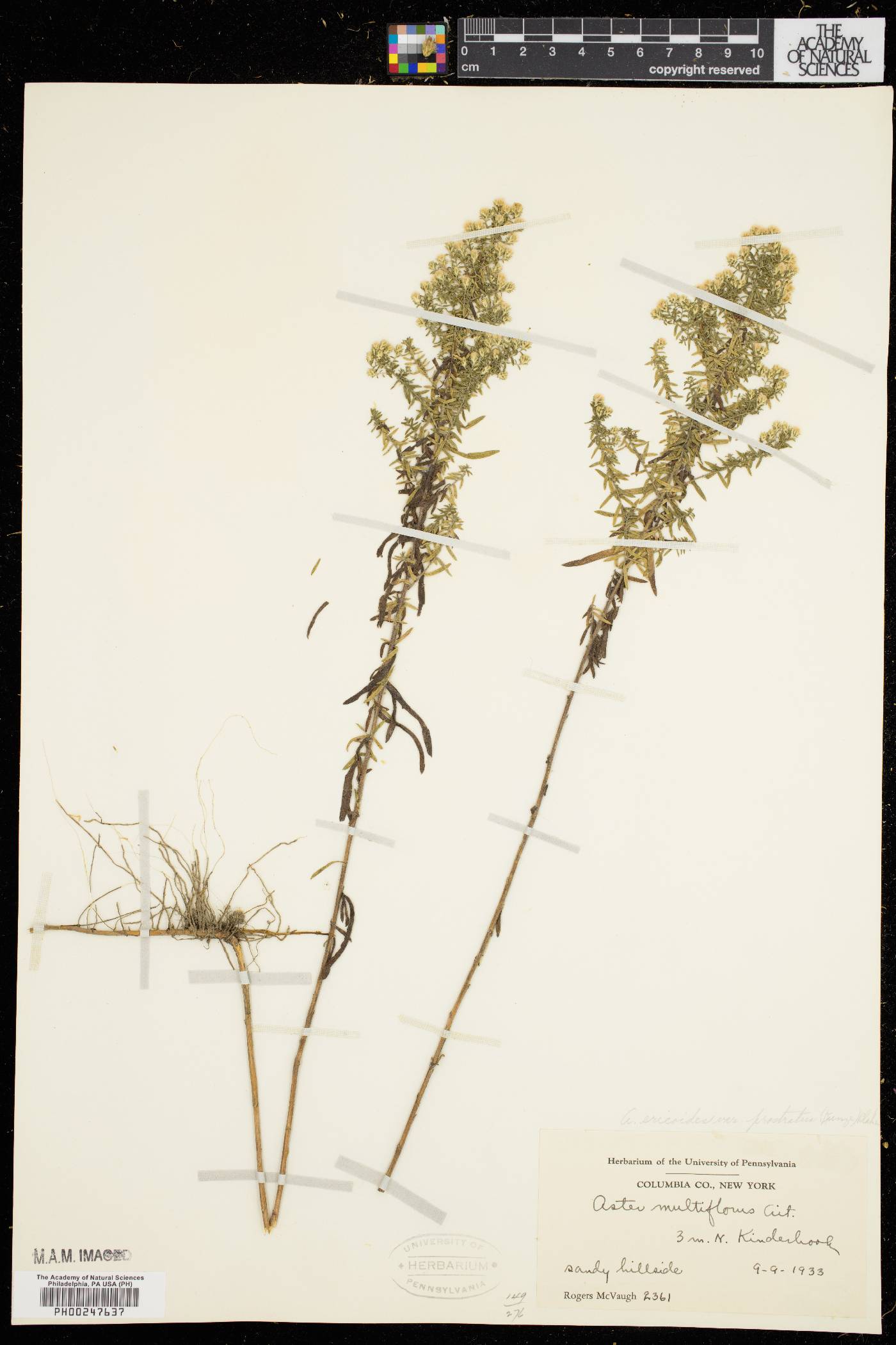 Symphyotrichum ericoides var. ericoides image