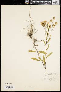 Aster gracilis image