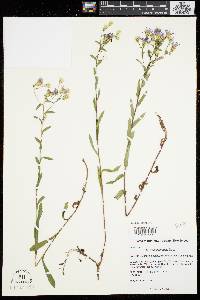 Aster gracilis image