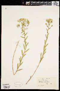 Aster gracilis image