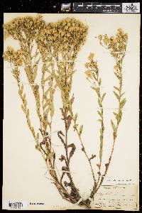 Aster gracilis image