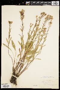 Aster gracilis image