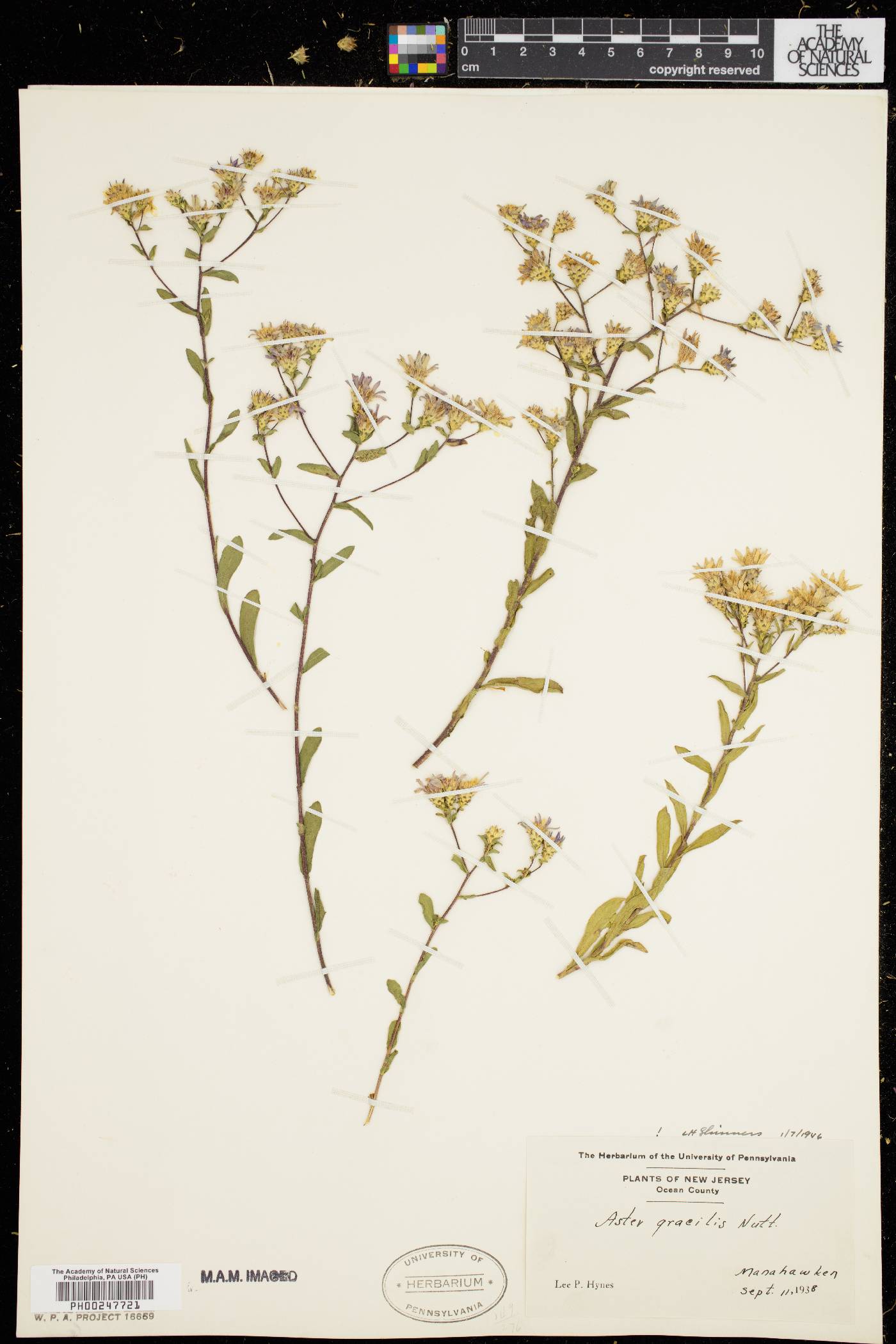 Aster gracilis image