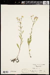 Aster gracilis image