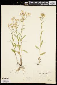 Aster gracilis image