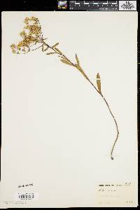 Aster gracilis image