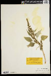 Cyclachaena xanthiifolia image