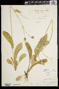 Krigia biflora image