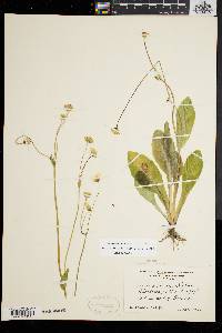 Krigia biflora image