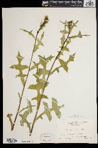 Lactuca biennis image