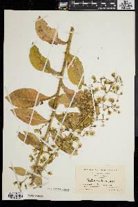 Lactuca biennis image