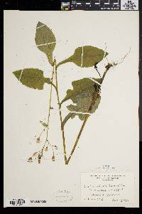 Lactuca biennis image