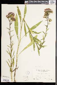 Liatris borealis image