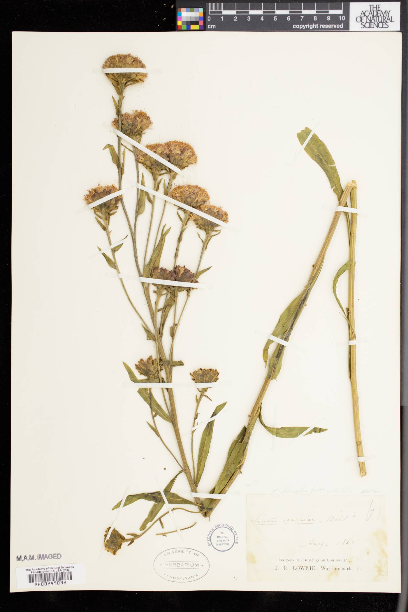 Liatris borealis image