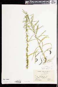 Liatris graminifolia image