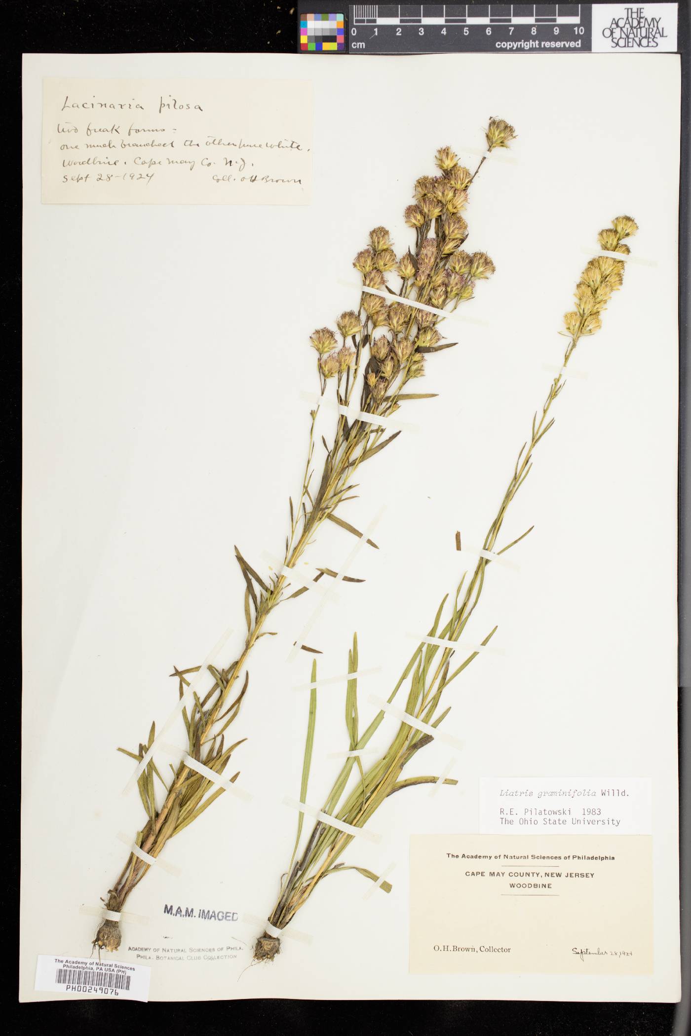 Liatris graminifolia image