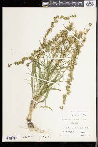 Liatris graminifolia image