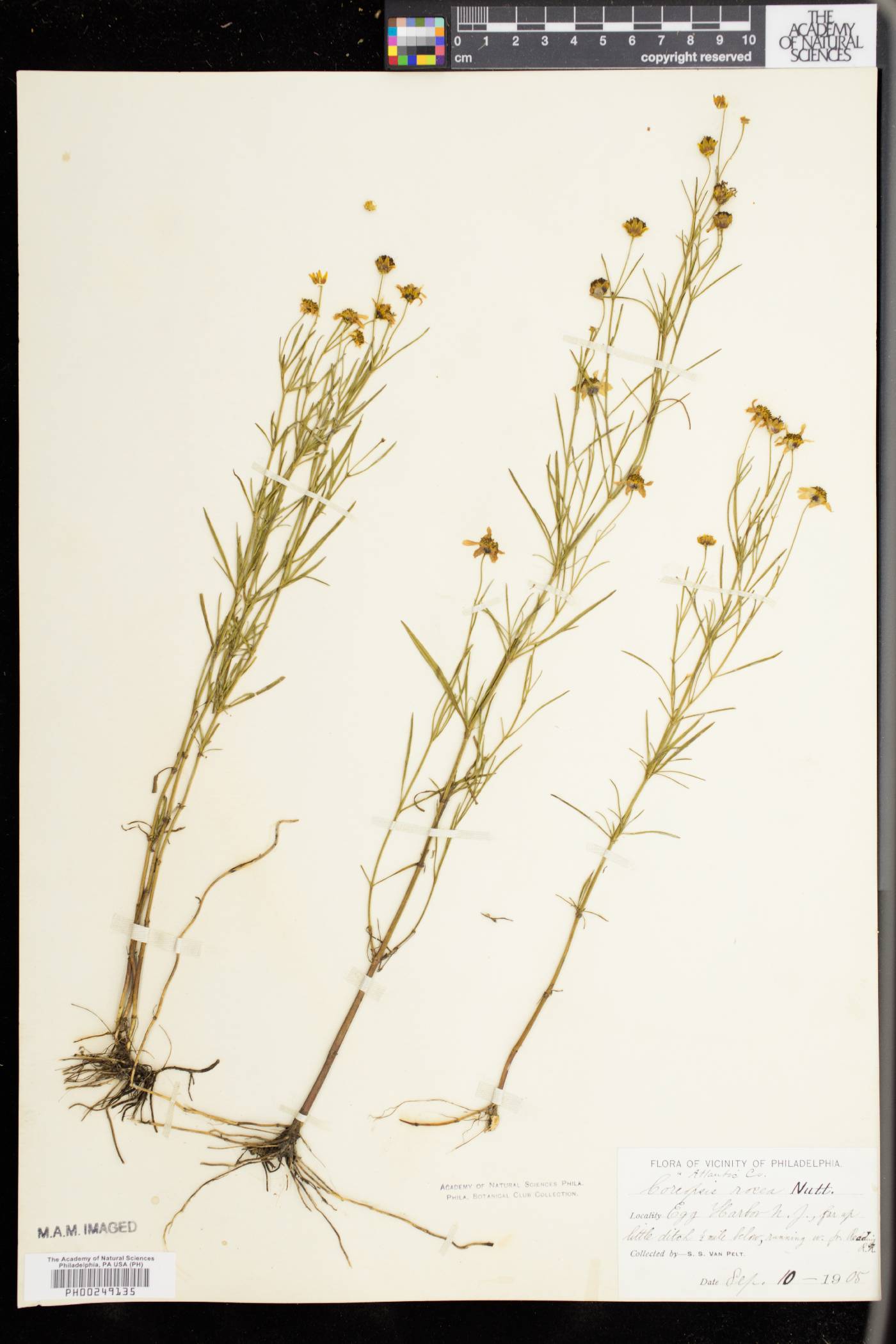 Coreopsis rosea image