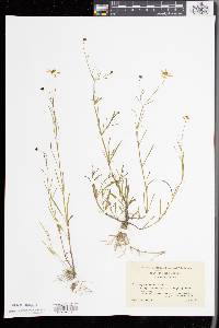 Coreopsis rosea image