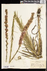 Liatris spicata image