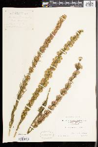 Liatris spicata image