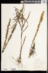 Liatris spicata image