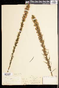 Liatris spicata image